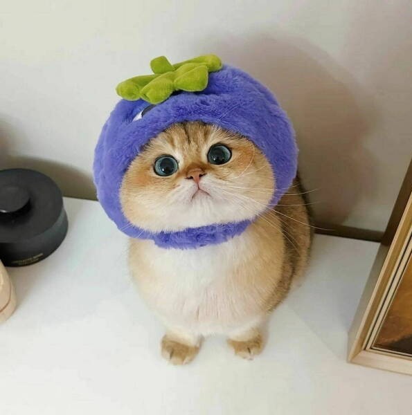 Картинки