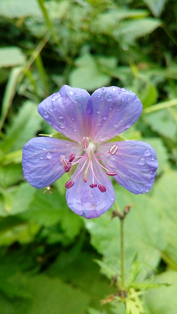 Сейчас бы поваляться на траве