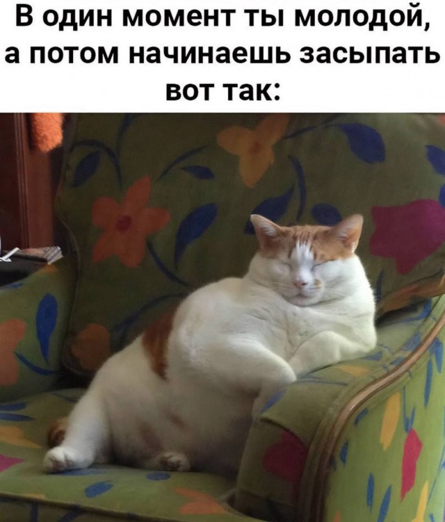 К котовторнику: подборка картинок-баянов с котиками и про котиков. Выпуск 18.