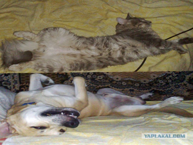 Спасение Котенка