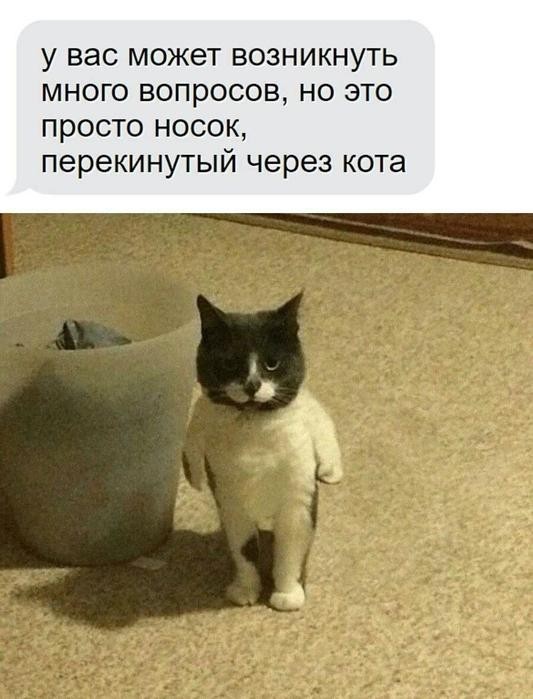 К котовторнику: подборка картинок-баянов с котиками и про котиков. Выпуск 36.