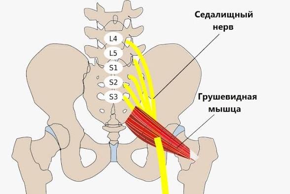 Мануальный терапевт или остеопат?