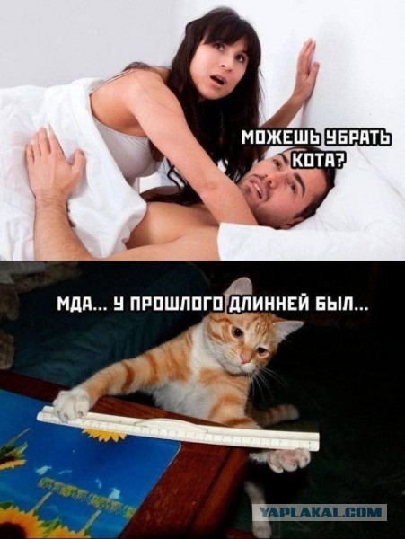 Понимают ли домашние животные, что их хозяева занимаются сексом. Как хозяева относятся к наблюдению за ними животных.