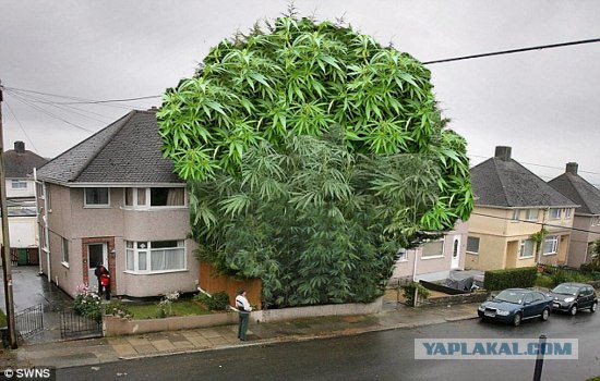 Конопля это дерево или кустарник шишки марихуана