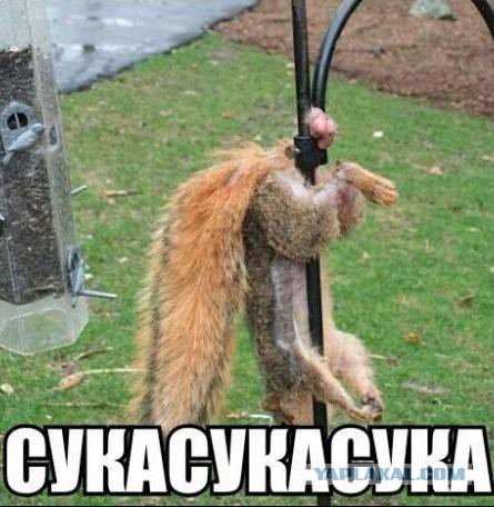 Как они туда попали?