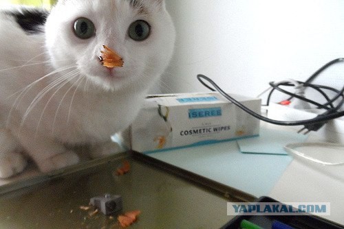 Котовторник 12.08.2014