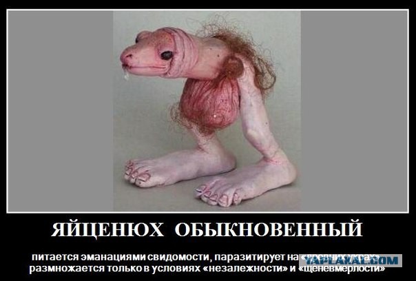 Жабы на яйценюха