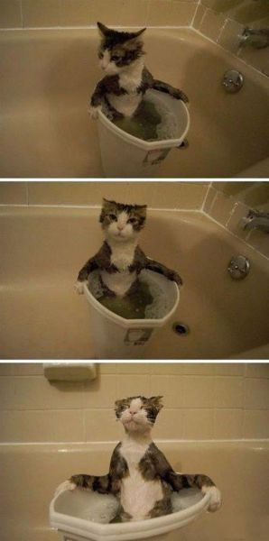 Животные на позитиве