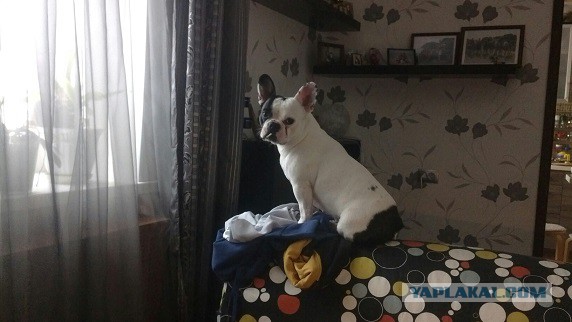 Цобакин четверг