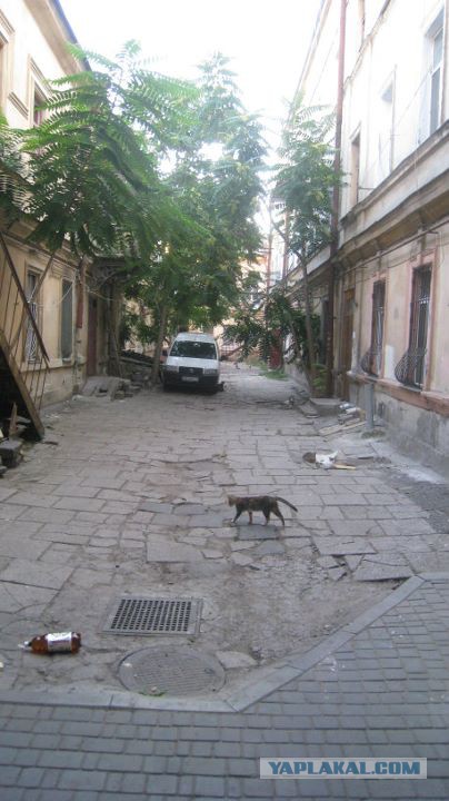 Котовторник 04.08.2015
