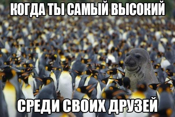 Картинки и демотиваторы