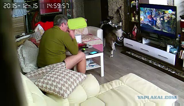 За что я люблю китайцев