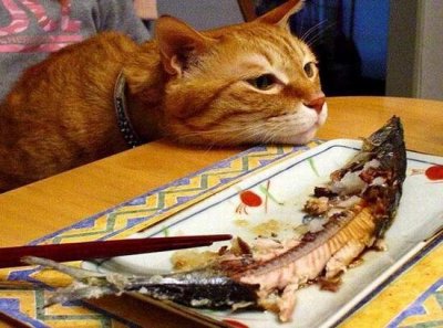 Коты, кошки, котята
