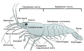 Ловля раков, от Рустема