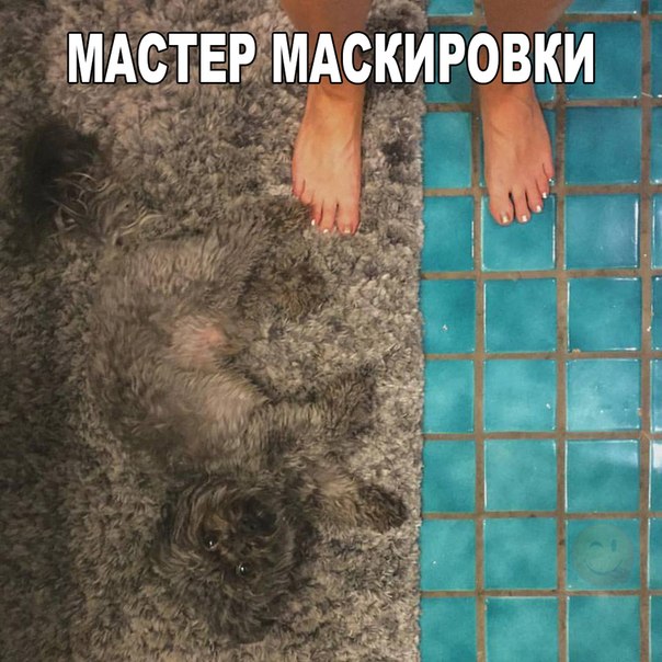 Мохнатые беспредельщики