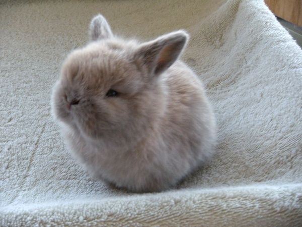 Прикольные животные