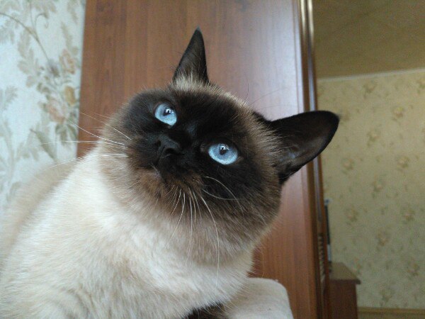Коты и Кошки
