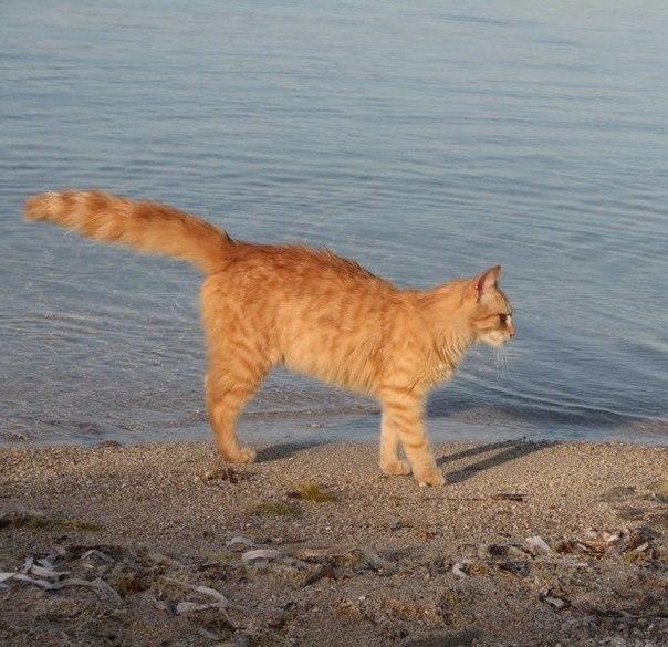 Коты и Кошки