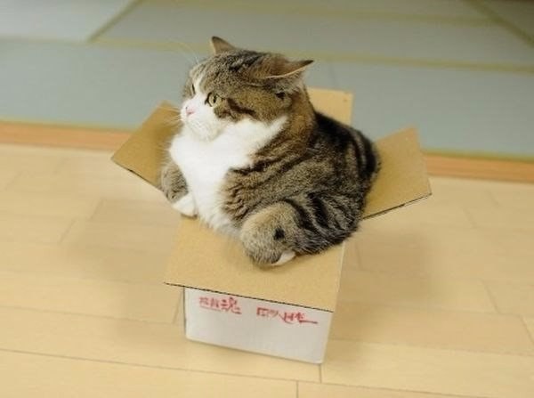 Коты и Кошки