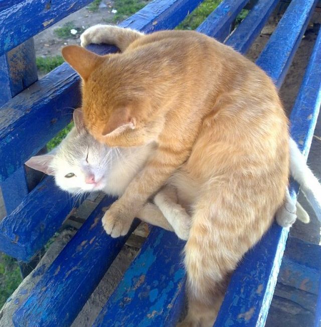 Коты и Кошки
