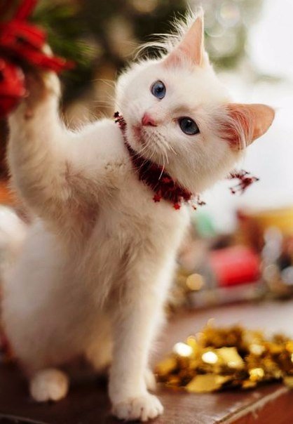 Коты и Кошки
