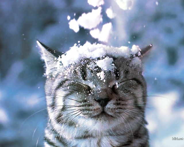 Коты и Кошки