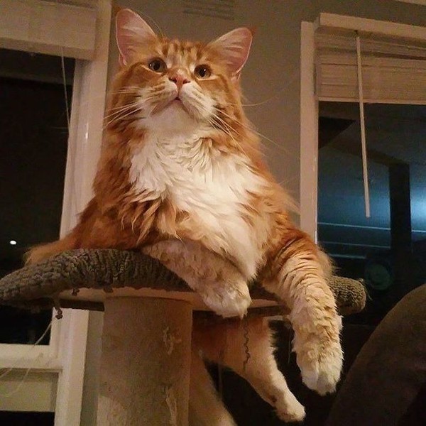 Коты и Кошки