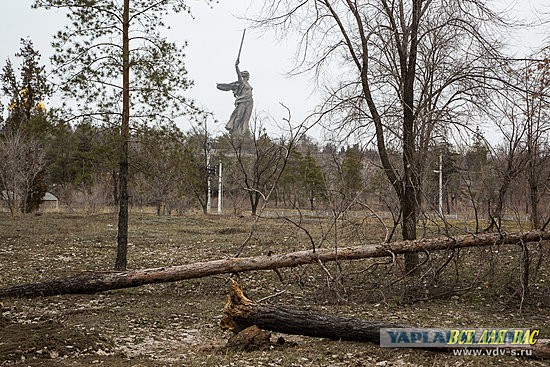 В Волгограде вырубили "Парк вдов" высаженный женами погибших бойцов.