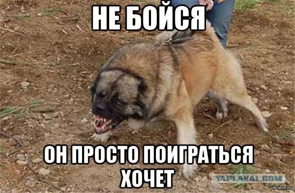 Хаски напал на годовалого мальчика в Хабаровске