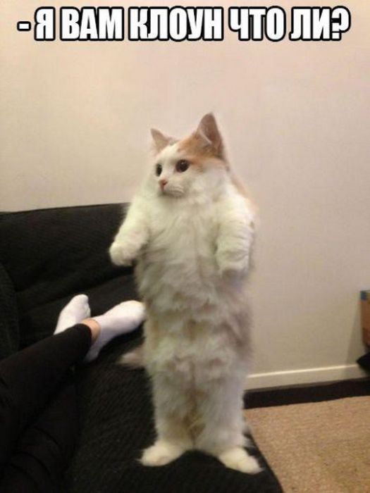 Коты и Кошки