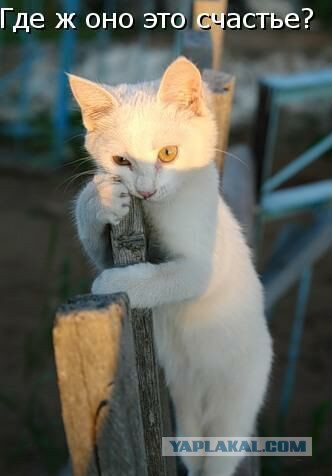 Кот без прикрас