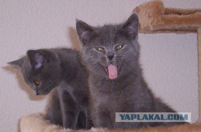 Котовторник (16.09.08)
