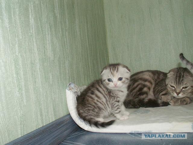 Котовторник на ферме (65 фот)