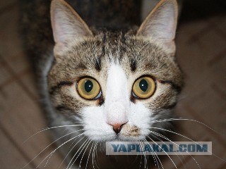 Котовторник на 22 июня