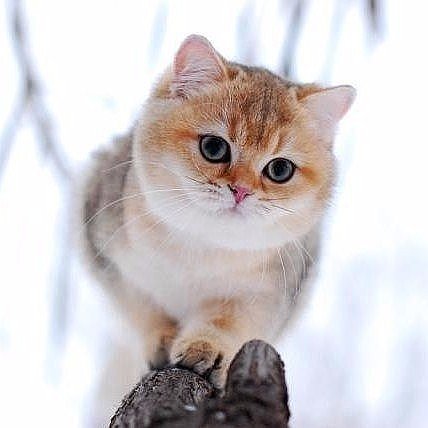 Прикольных котов пост