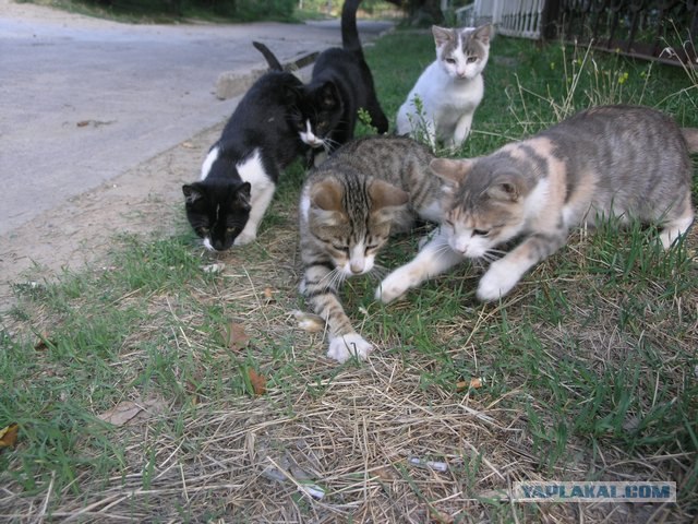 Первый котовторник июля