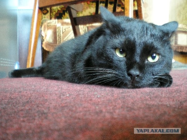 Котовторник! 11.10.11