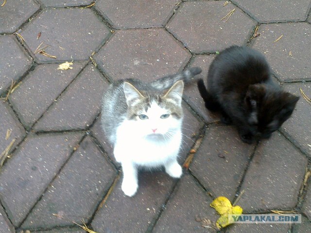 Котовторник (начало в супермаркете!)
