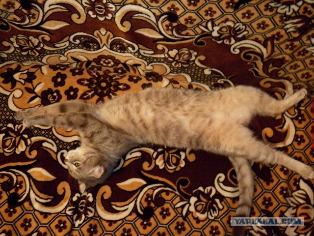 Котовторник 17 января