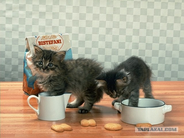 Котовторник (21.02.2012)