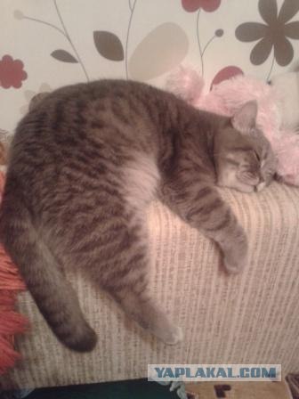 Котовторник  от 3.04.2012