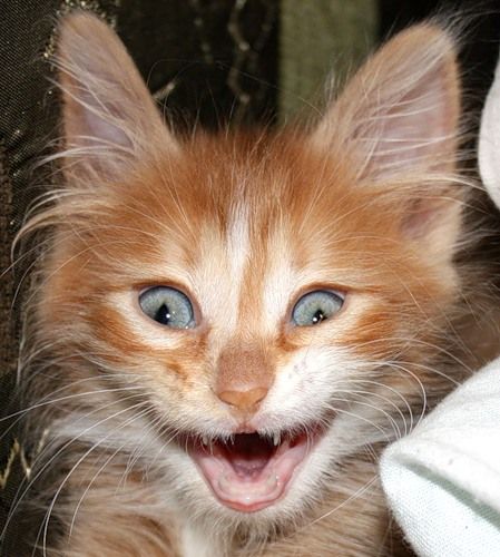 Кот породы "Спиешьпей"