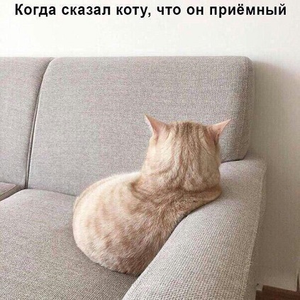 Картинки с надписями и коты, много котов
