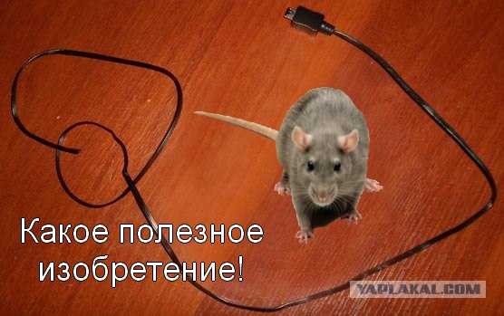 шнурок для телефона