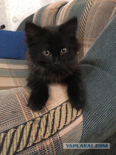 Моя красотка