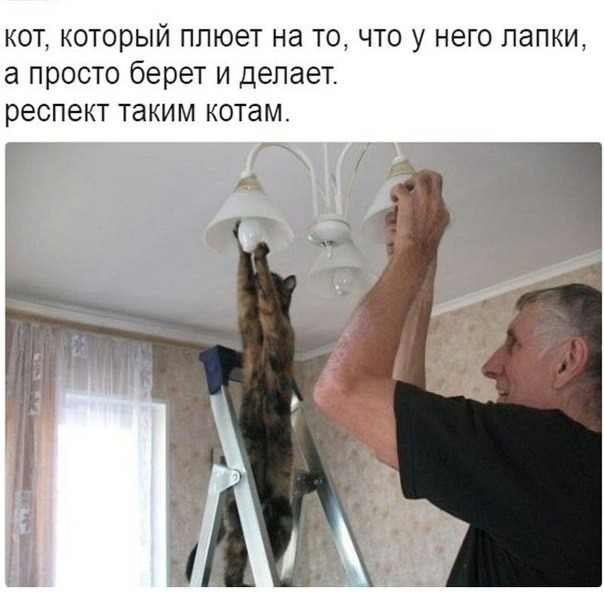 Немного разностей, шалостей и пушистостей