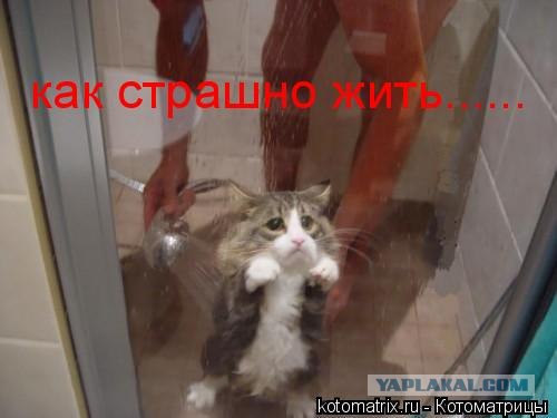 Кот моется