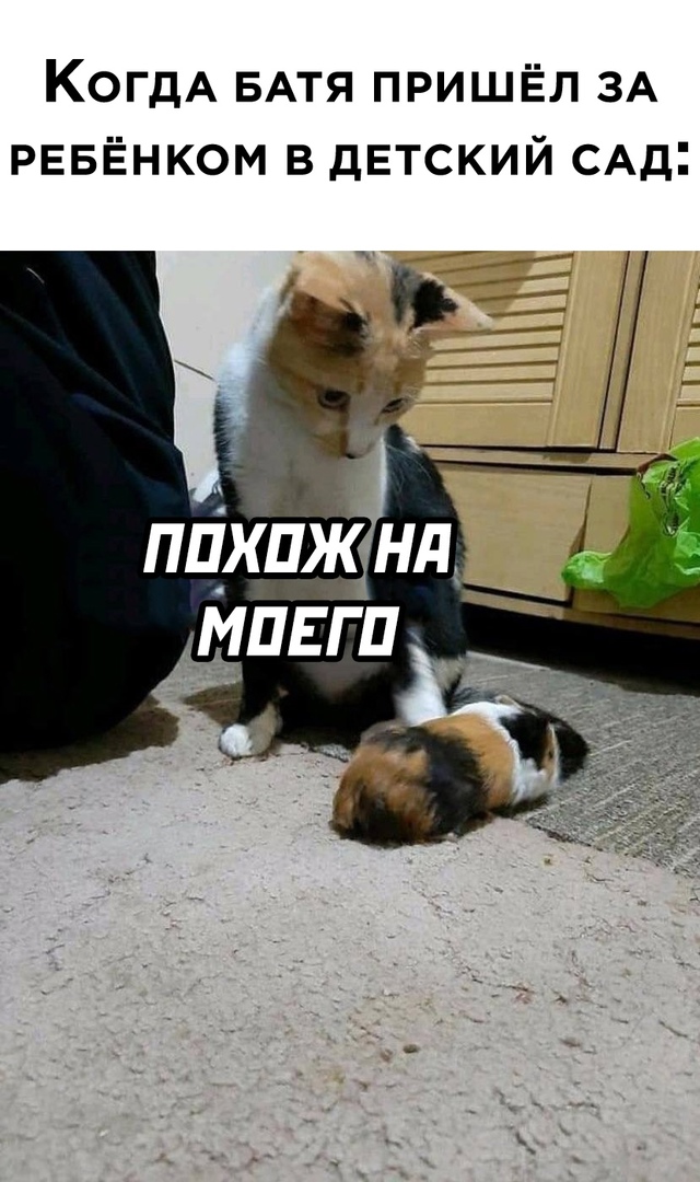 20 весёлых фотографий, которые отвлекут вас от новостной чернухи и уберегут мозг от закипания