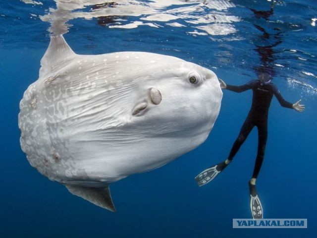 Самые нелепые животные