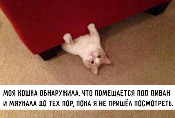 Всяческие картинки 08.11.2021